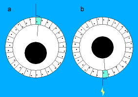 Diagram of statocyst with one seta
